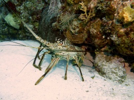 060 Spiny Lobster IMG 5405
